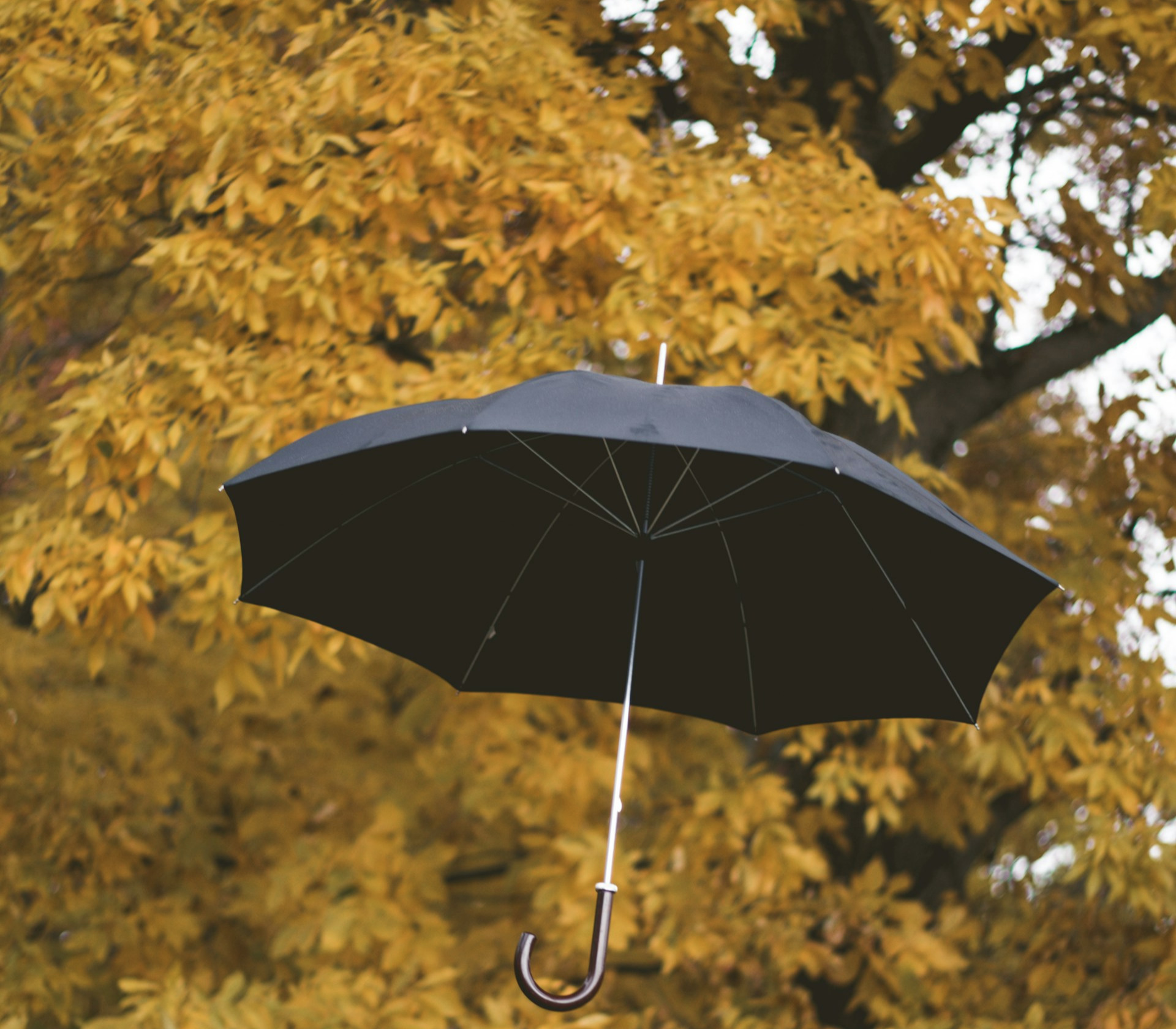 Test Umbrella